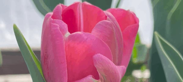 Holmes Greenhouse & Florist Shop
